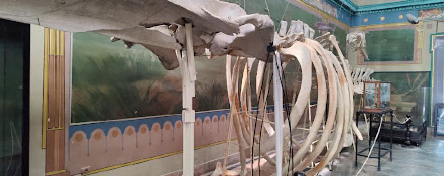 National Institute of Marine Sciences and Technologies Museum
