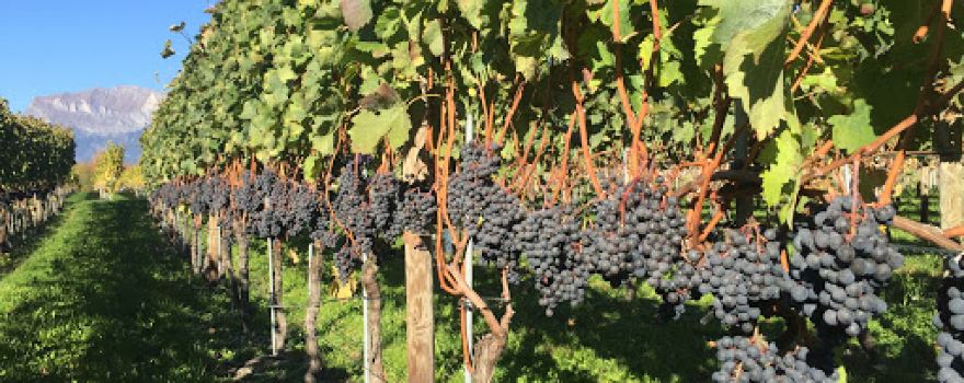 Grendelmeier Weingut