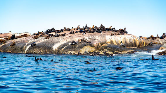 Kayak Adventures Simons Town