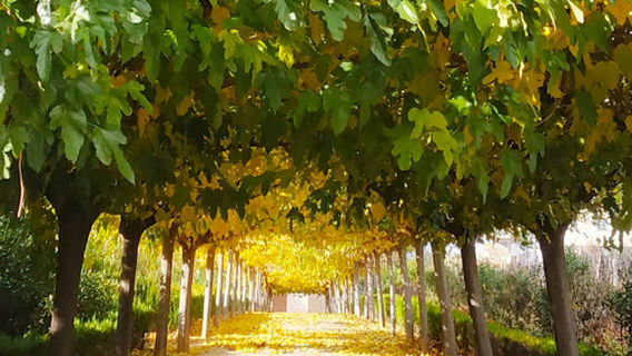 Andrés de Vandelvira Park