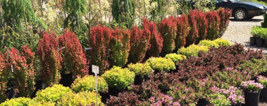 Grass Root Garden Company