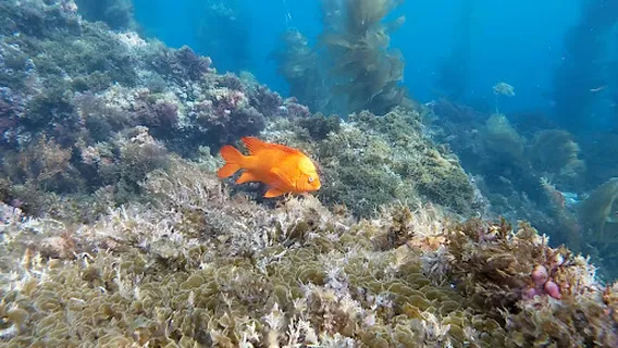 Catalina Divers Supply