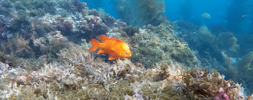 Catalina Divers Supply