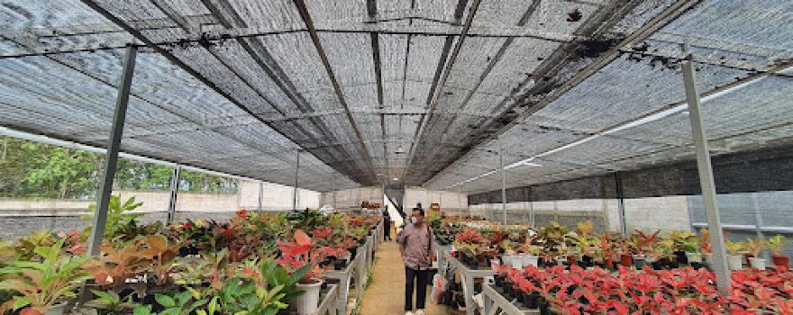 Bima Aglaonema