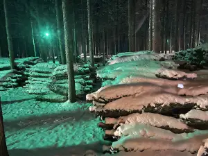 Dutchman Tree Farms