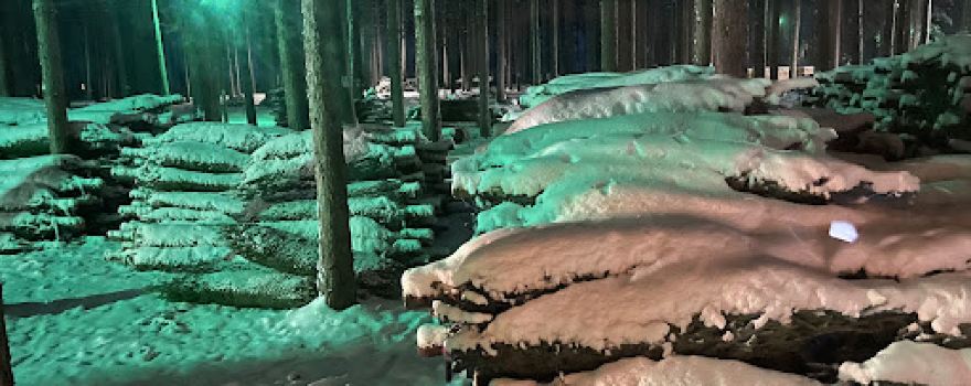 Dutchman Tree Farms
