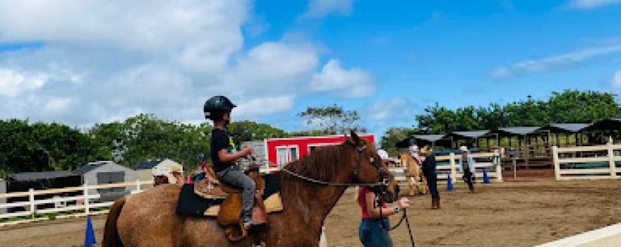 Healing Horses Kauai