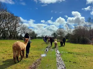 Woolley Animals Alpaca Walking & Farm Park