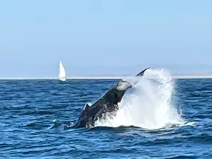 Discovery Whale Watch