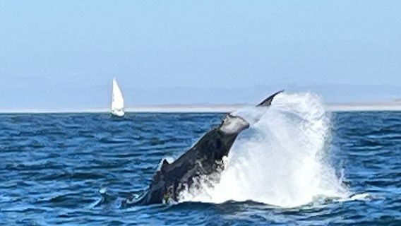 Discovery Whale Watch