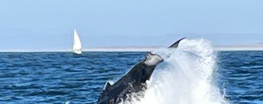 Discovery Whale Watch
