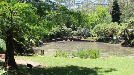 Tamborine Mountain Regional Botanic Gardens
