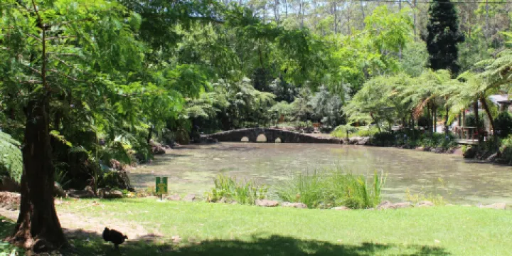 Tamborine Mountain Regional Botanic Gardens