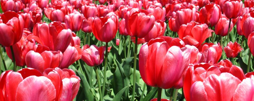 Jackson Park