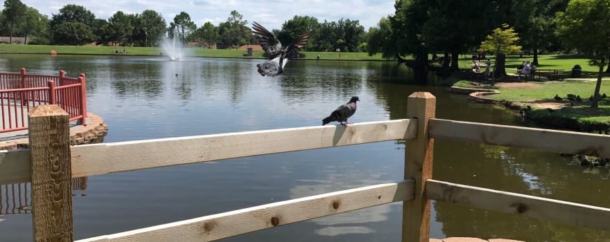 Chisholm Park
