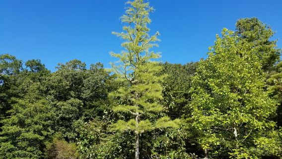 Polly Hill Arboretum