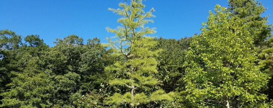 Polly Hill Arboretum