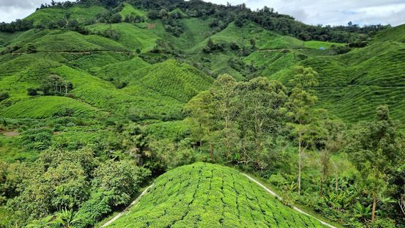 Cameron Secrets Travel and Tours Sdn Bhd
