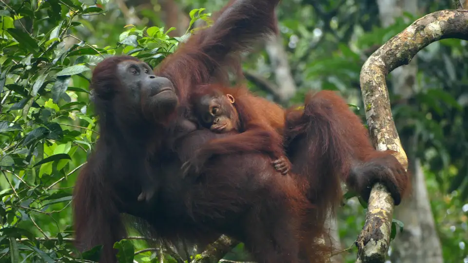 4_Semenggoh Wildlife Centre