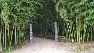 Taehwagang Bamboo Forest