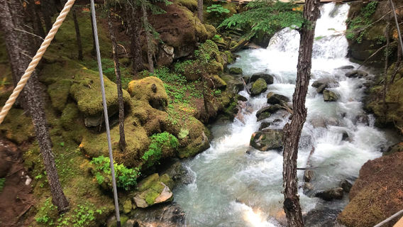 Grizzly Falls Ziplining Expedition
