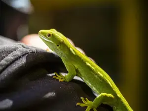Pūkaha National Wildlife Centre
