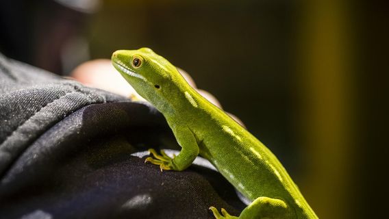 Pūkaha National Wildlife Centre