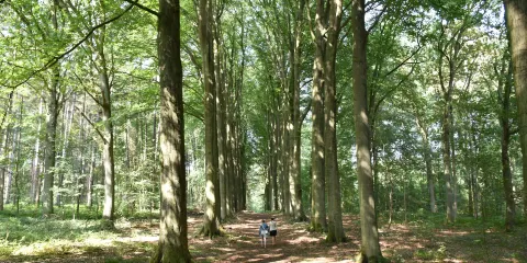 Arboretum Tervuren