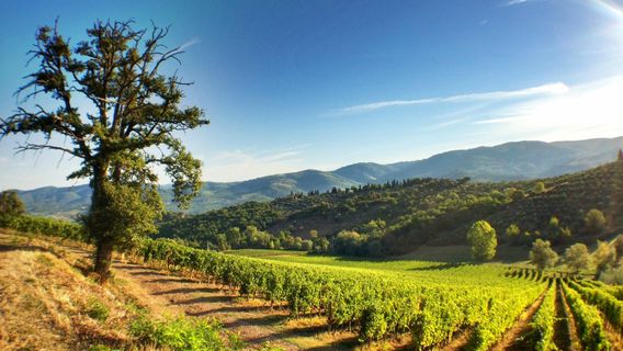 Greve in Chianti