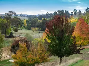 Golden Valley Tree Park