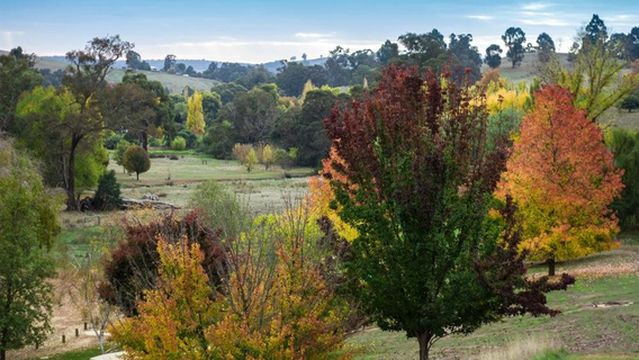 Golden Valley Tree Park