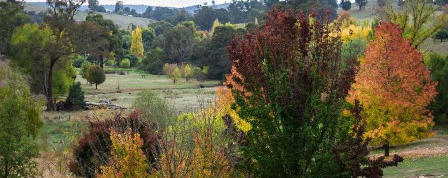 Golden Valley Tree Park