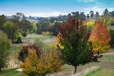 Golden Valley Tree Park