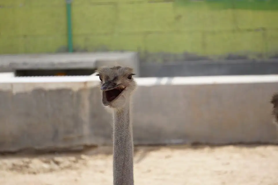 3_Ras Al Khaimah Zoo
