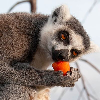 Fife Zoo