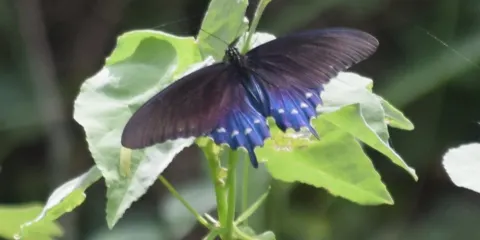 Paco's Reserva De Flora & Fauna