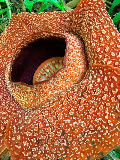 Adenna Rafflesia Garden, Poring, Sabah.