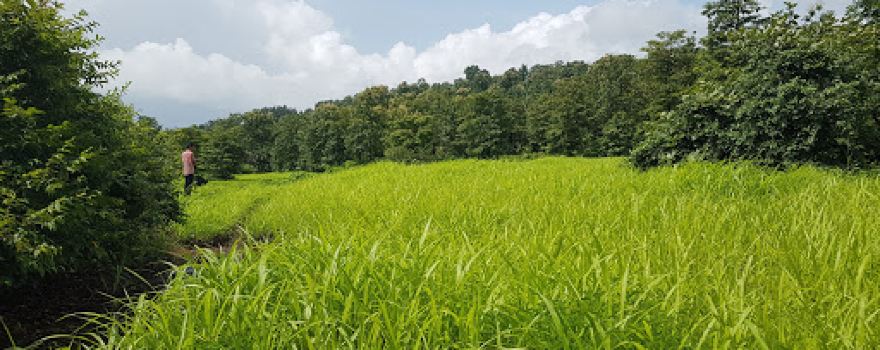 Durshet forest lodge ,a nature trails-tarzen swing