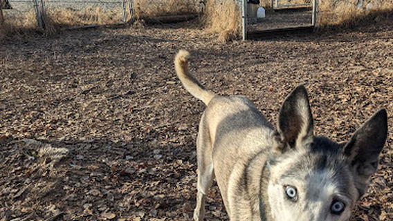 Willow Creek Dog Park