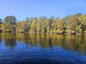 Captain Ron's Swamp Tours