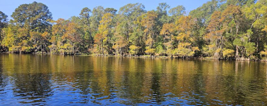 Captain Ron's Swamp Tours