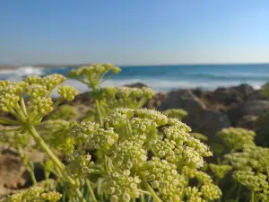Habonim Beach Nature Reserve