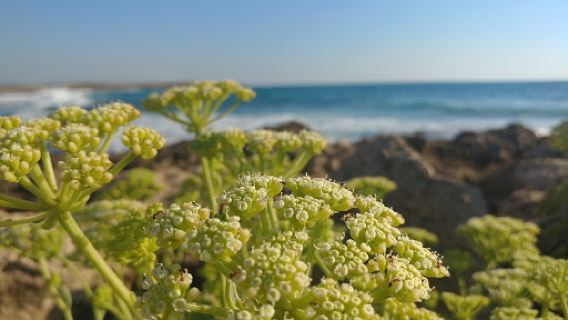 Habonim Beach Nature Reserve