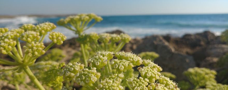 Habonim Beach Nature Reserve