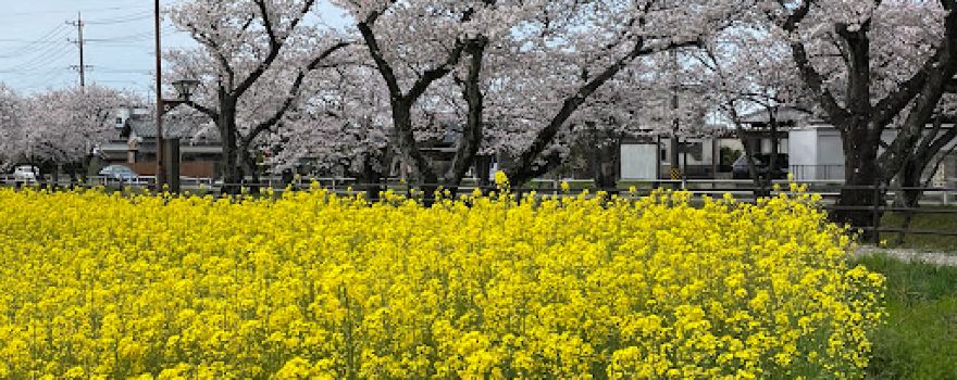 Gojo River Sakura-namiki Cherry Tree Lined Path
