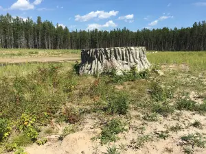 Giant Stump