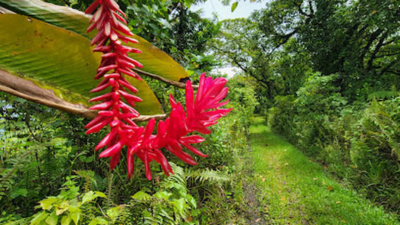 Fagasā Pass Trailhead to Mt. 'Alava Hiking Trail