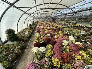 BLAYE JARDINERIE Lauberton philippe