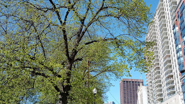 Camilo ortega Saavedra Park