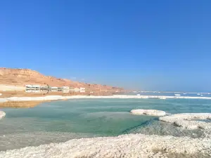 פטריות ים המלח